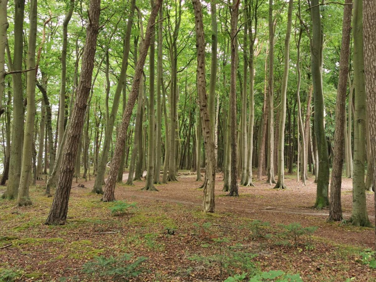 Ferienhaeuschen Kuestenwald Bei Warnemuende, Eigener Garten, Terrasse Mit Strandkorb, 400M Zum Strand Diedrichshagen  Zewnętrze zdjęcie